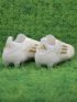 adidas F50 Elite Laceless FG Day Spark - White/Gold Metallic